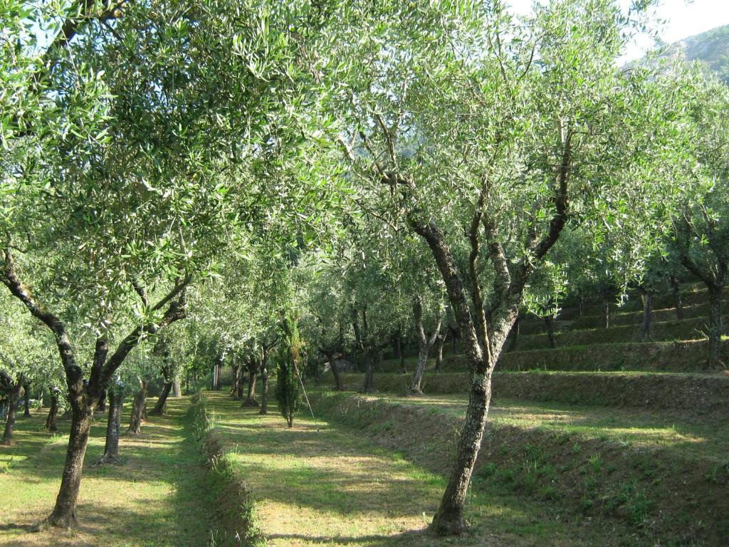 L'Arcadia Vendégház Pietrasanta Kültér fotó